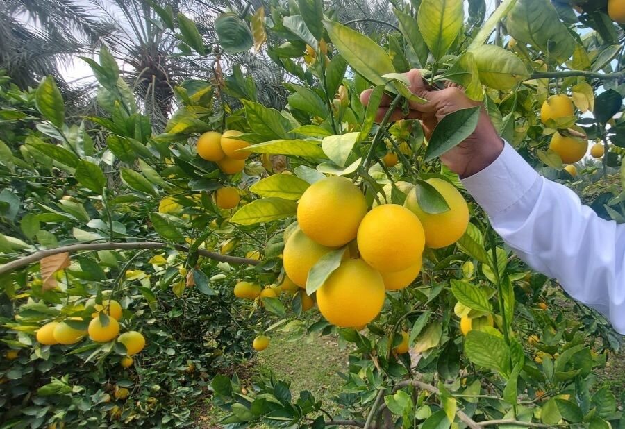 ۲۵ هزار تن مرکبات از صادر شد