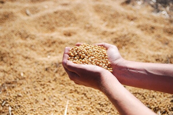مازاد کنجاله سویا نتیجه واردات بی‌ضابطه است
