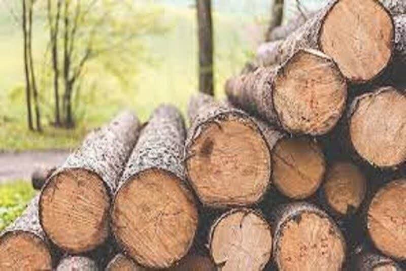 ۳۵ تن چوب جنگلی قاچاق در بابل کشف شد ۳۵ تن چوب جنگلی قاچاق در بابل کشف شد