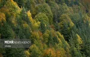 پایان جنگل خواران در تکیش؛ سوداگران مات شدند