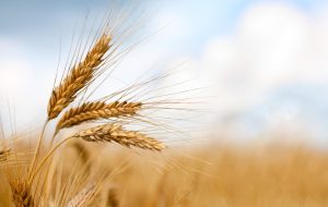 خرید ۲۶ هزار تُن گندم در آذربایجان شرقی