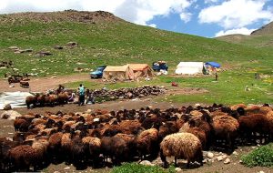 پست ویژه عشایر در هفته دولت راه‌اندازی می‌شود