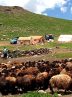 پست ویژه عشایر در هفته دولت راه‌اندازی می‌شود
