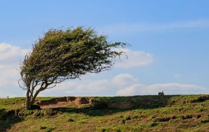 پیش‌بینی آسمان صاف و وزش باد در یزد