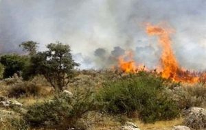 مهار آتشسوزی روستای «برقرو» سنندج؛ ۵۰ هکتار عرصه طبیعی طعمه حریق شد مهار آتشسوزی روستای «برقرو» سنندج؛ ۵۰ هکتار عرصه طبیعی طعمه حریق شد